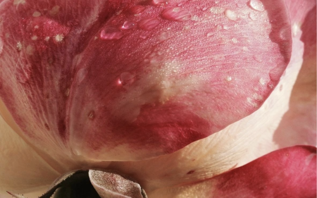 Créer, c’est résister